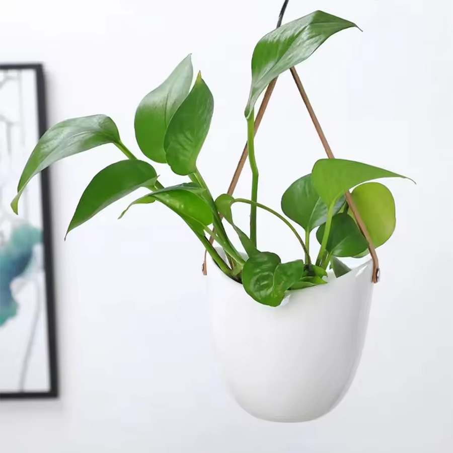 Witte hangende plantenpot met  - Aloe Vera Pot recensie en prijs