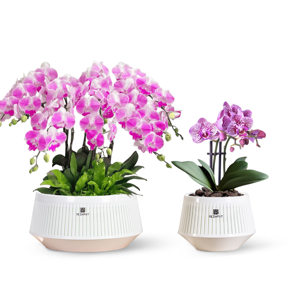 Meshpot Orchideeënpot met gate - Aloe Vera Pot recensie en prijs