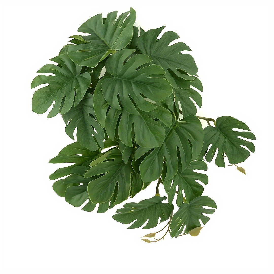 Reptielenplanten voor terrariu - Monstera Adansonii recensie en prijs