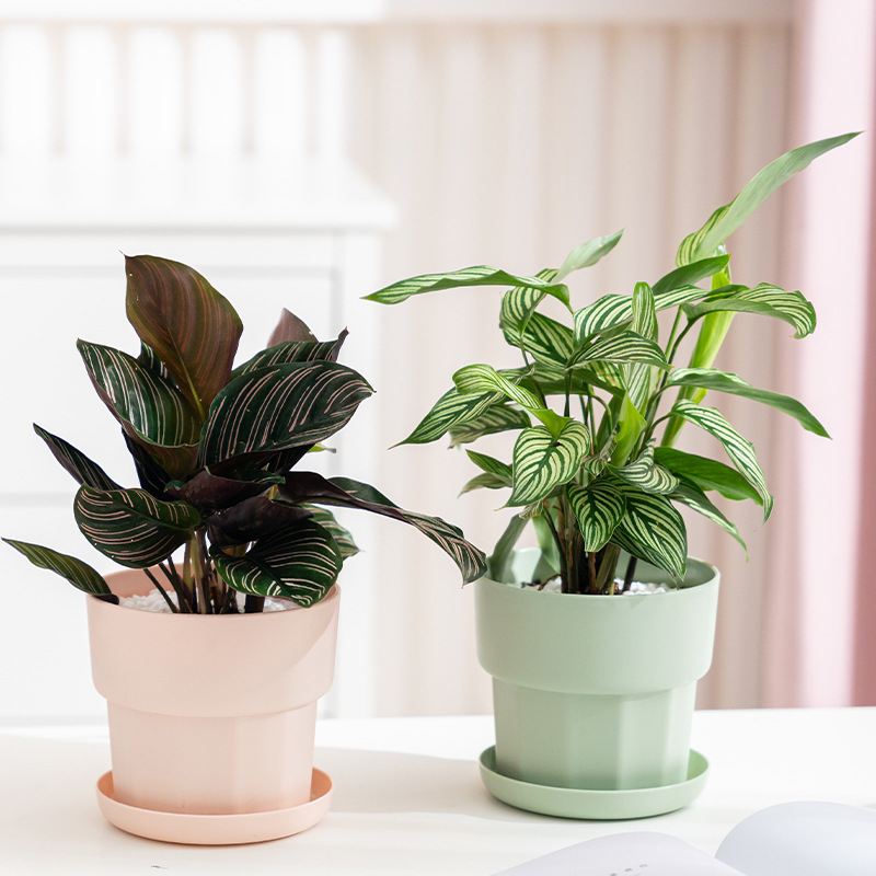 Scandinavische minimalistische - Aloe Vera Pot recensie en prijs