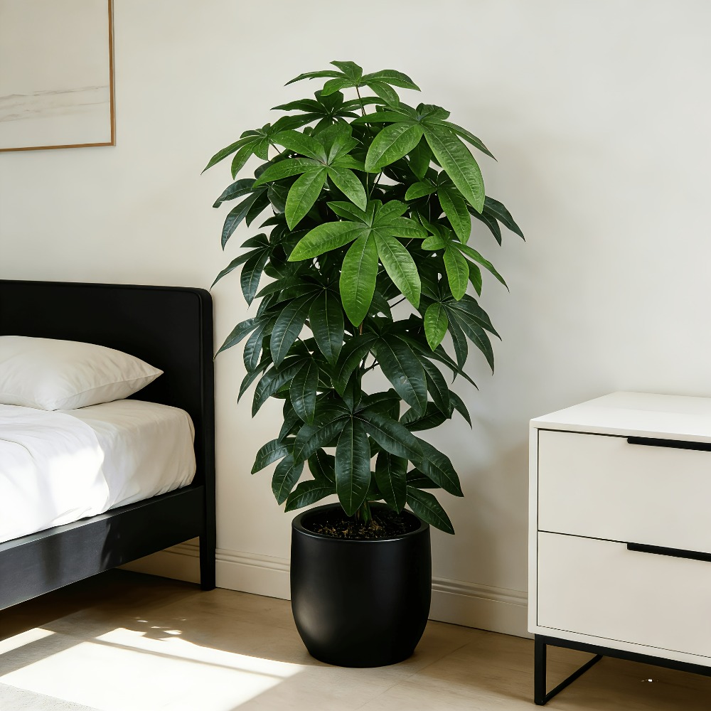 Een kunstmatige geldboom Pachi - Monstera Adansonii recensie en prijs